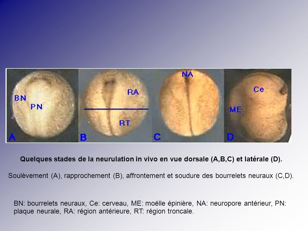 Quelques stades de la neurulation in vivo en vue dorsale (A,B,C) et latérale (D).