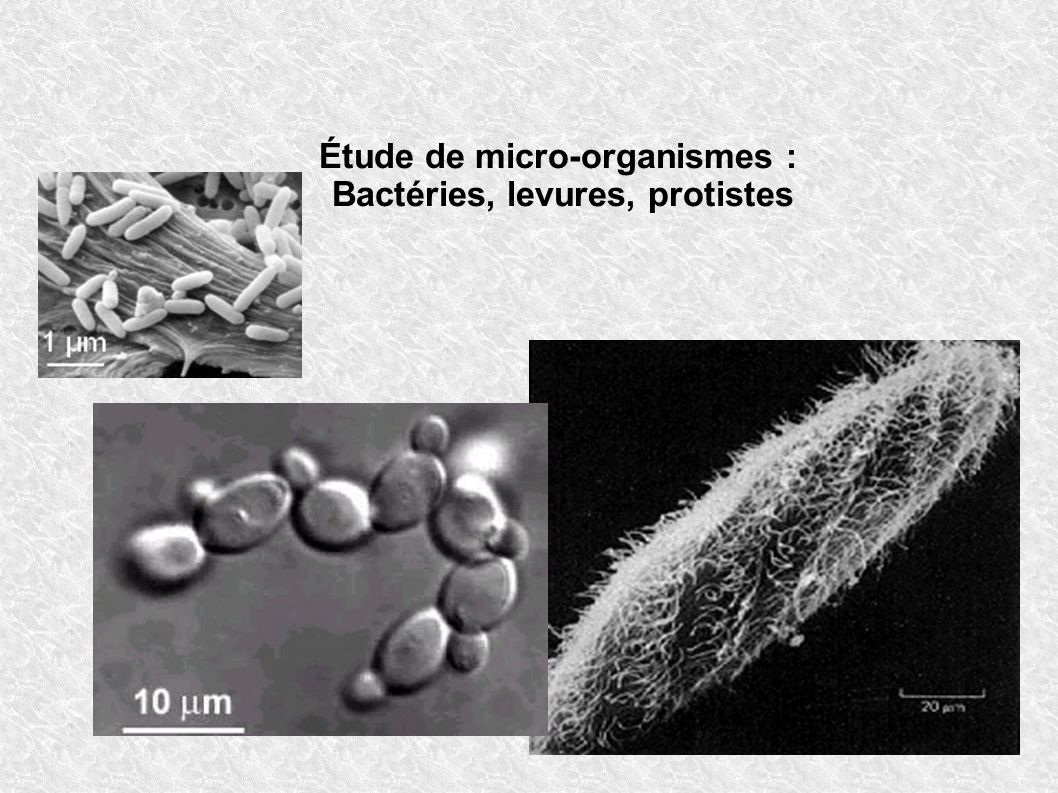 Étude de micro-organismes : Bactéries, levures, protistes