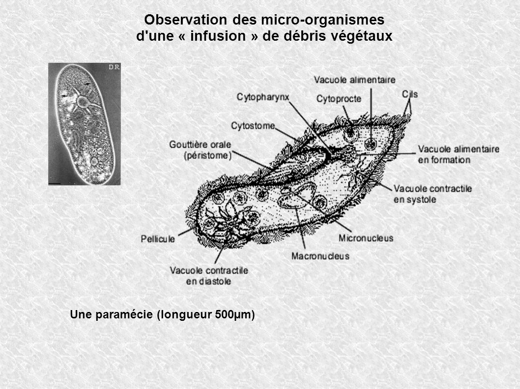 Observation des micro-organismes d une « infusion » de débris végétaux