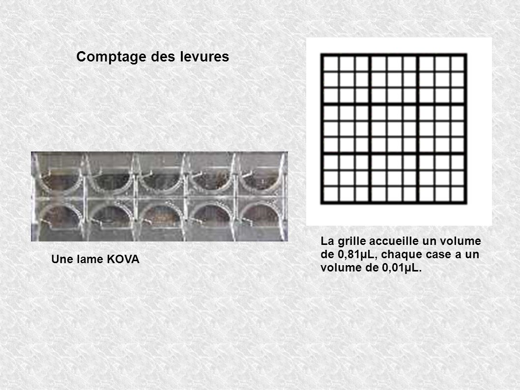 Comptage des levures La grille accueille un volume de 0,81µL, chaque case a un volume de 0,01µL.