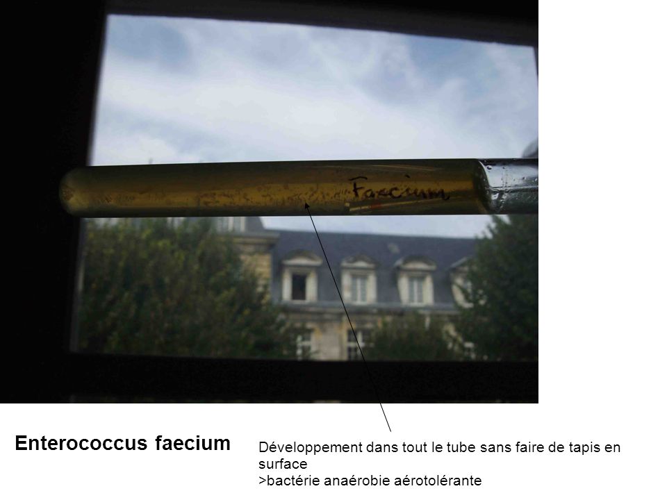 Enterococcus faecium Développement dans tout le tube sans faire de tapis en surface.