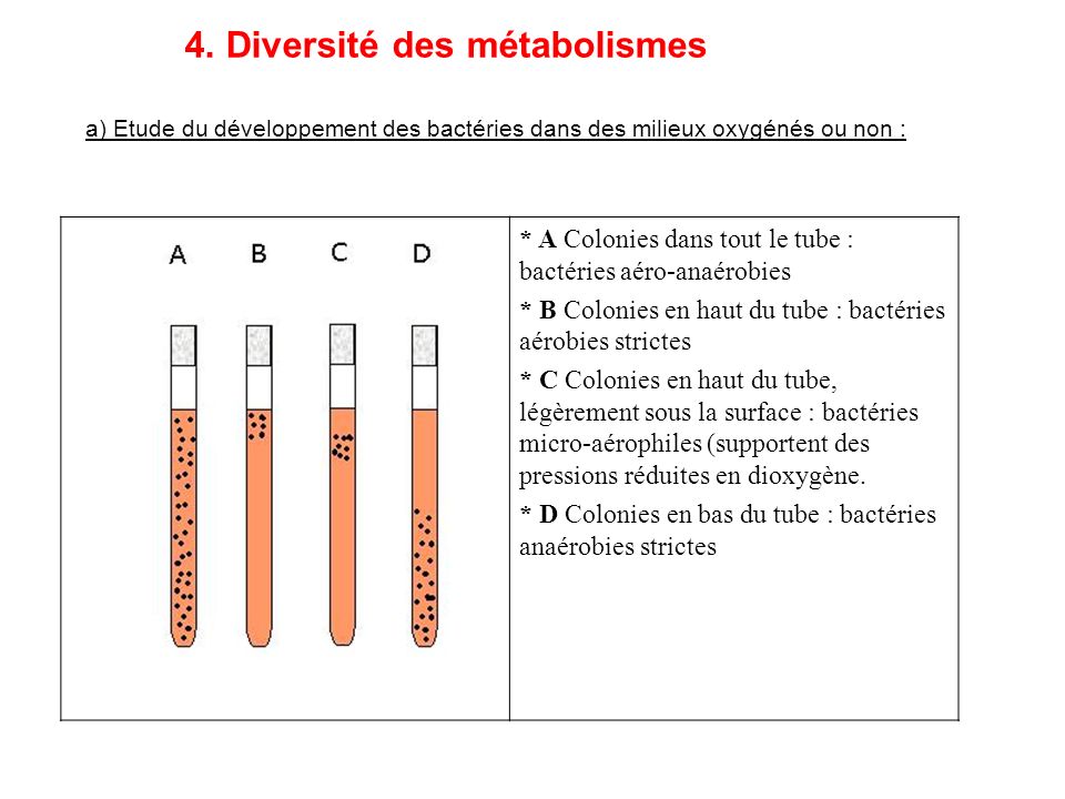 4. Diversité des métabolismes