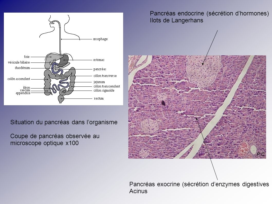 Pancréas endocrine (sécrétion d’hormones)