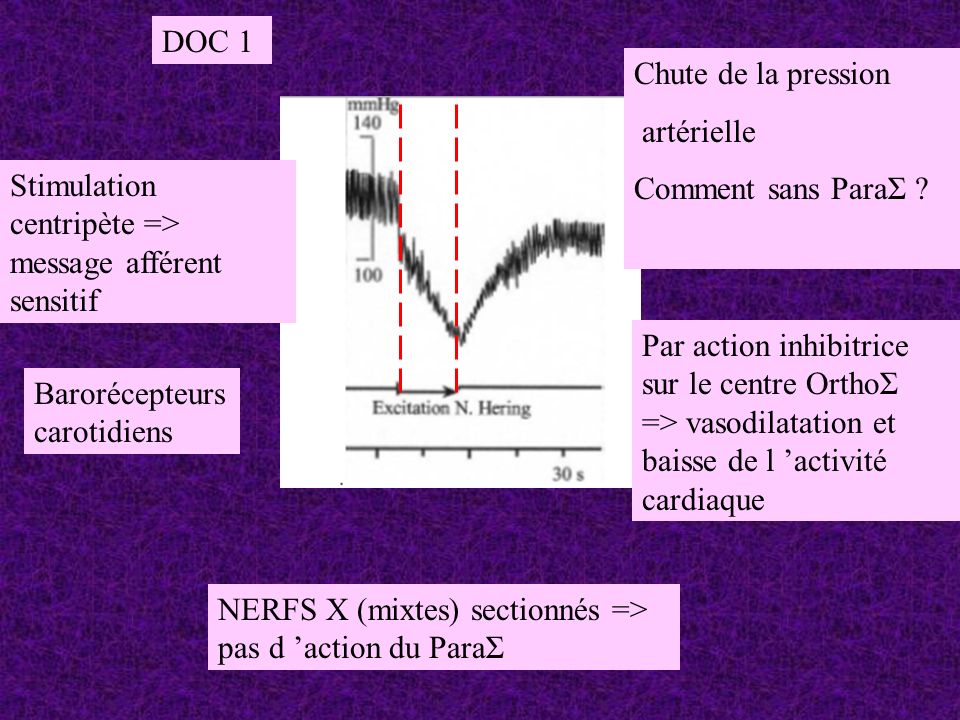 DOC 1 Chute de la pression. artérielle. Comment sans ParaΣ Stimulation centripète => message afférent sensitif.
