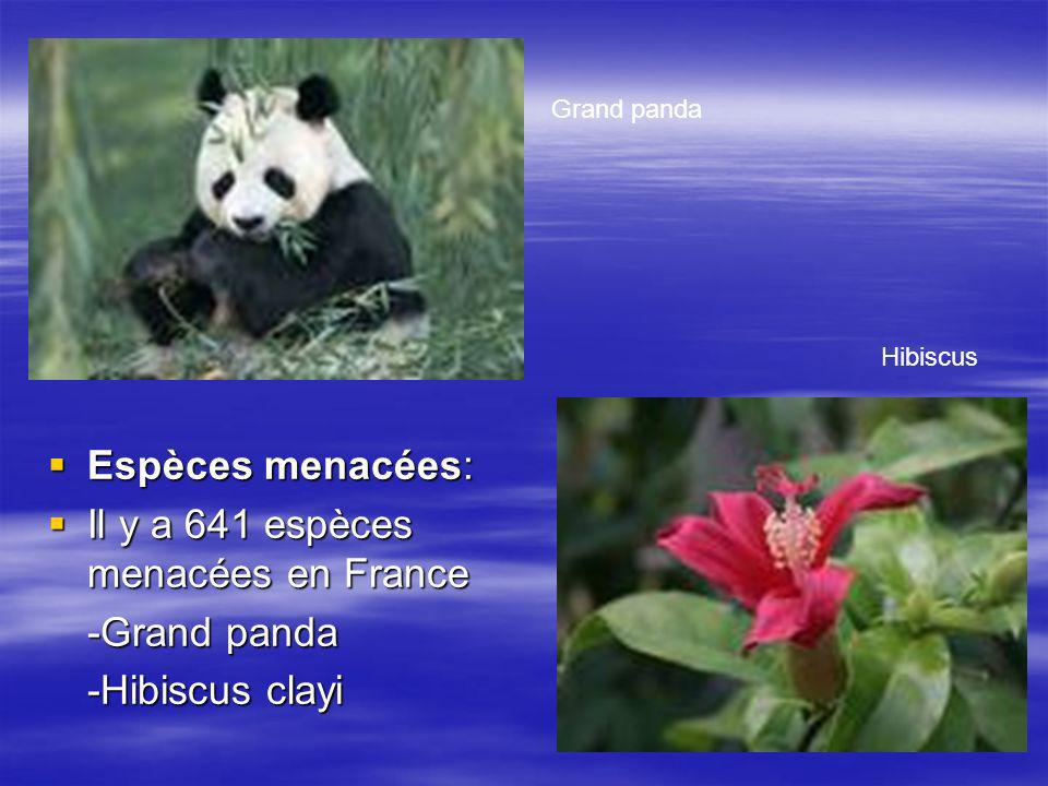 Il y a 641 espèces menacées en France -Grand panda -Hibiscus clayi