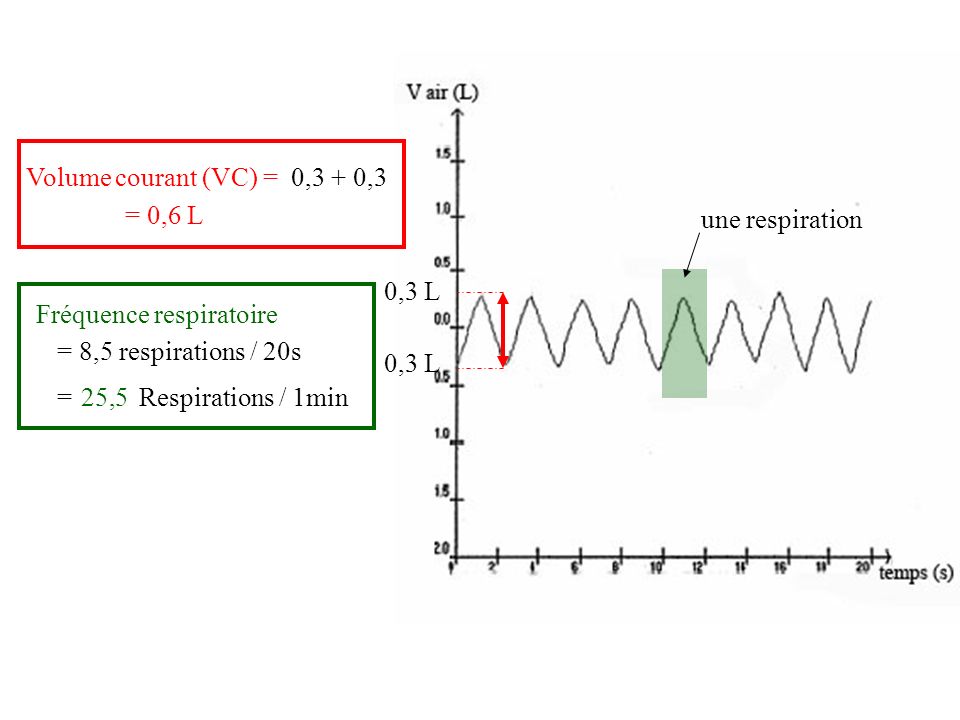 Volume courant (VC) = 0,3 + 0,3. = 0,6 L. une respiration. 0,3 L. Fréquence respiratoire. = 8,5 respirations / 20s.