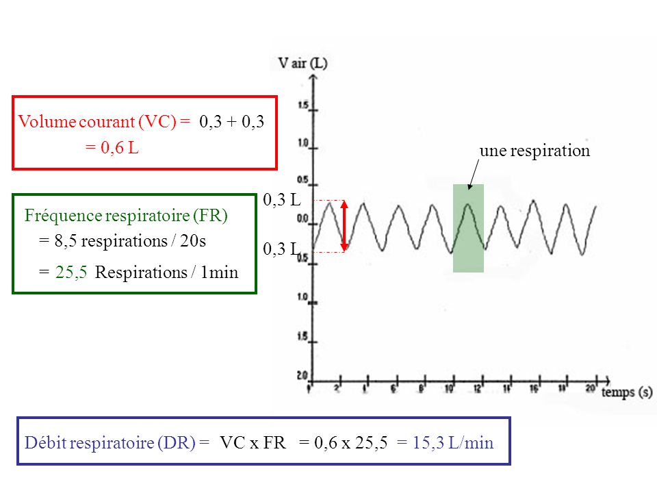 Volume courant (VC) = 0,3 + 0,3. = 0,6 L. une respiration. 0,3 L. Fréquence respiratoire (FR) = 8,5 respirations / 20s.