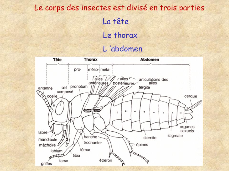 Le corps des insectes est divisé en trois parties