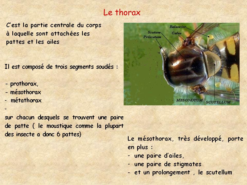 Le thorax