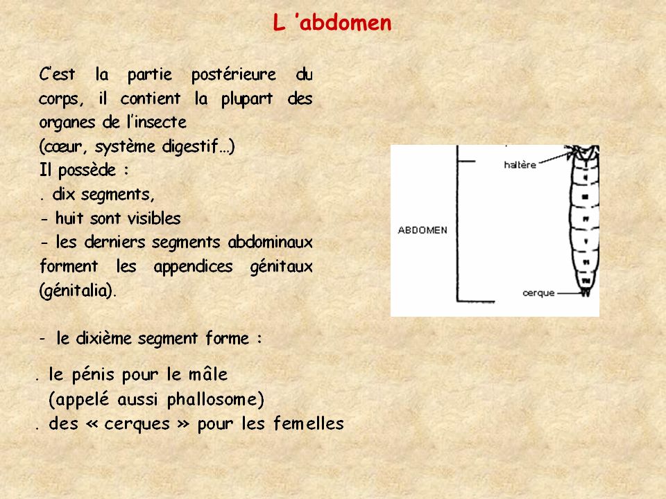 L ’abdomen