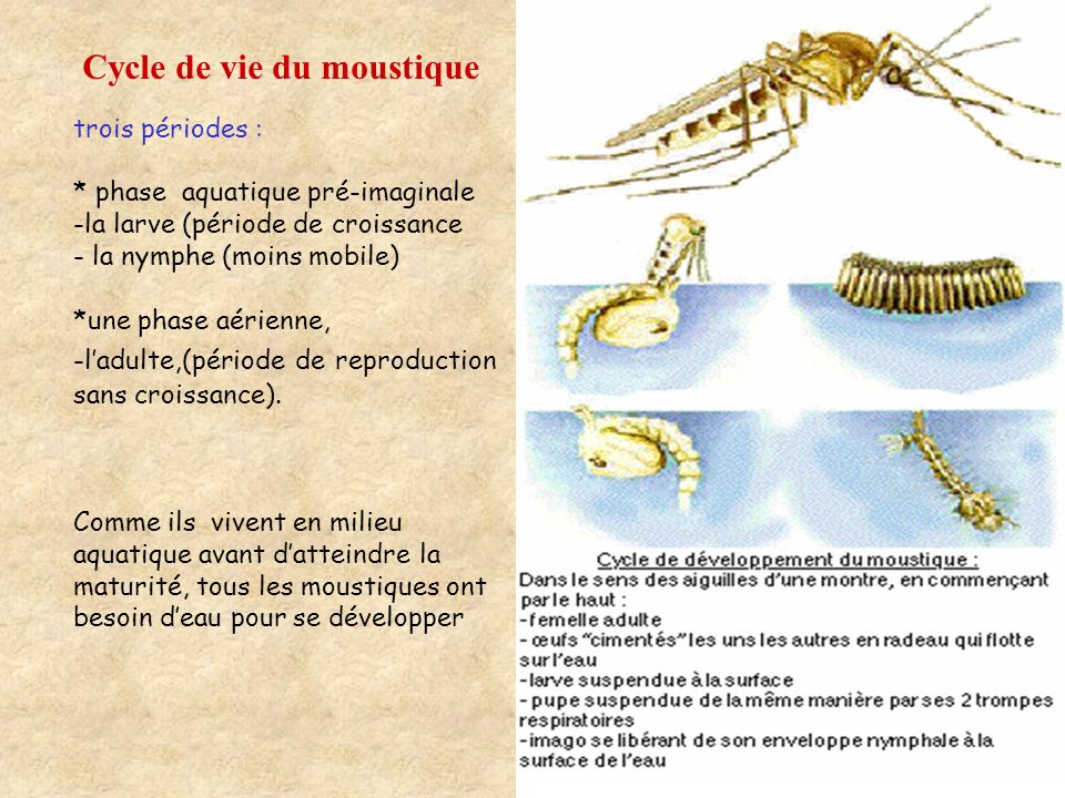 Cycle de vie du moustique