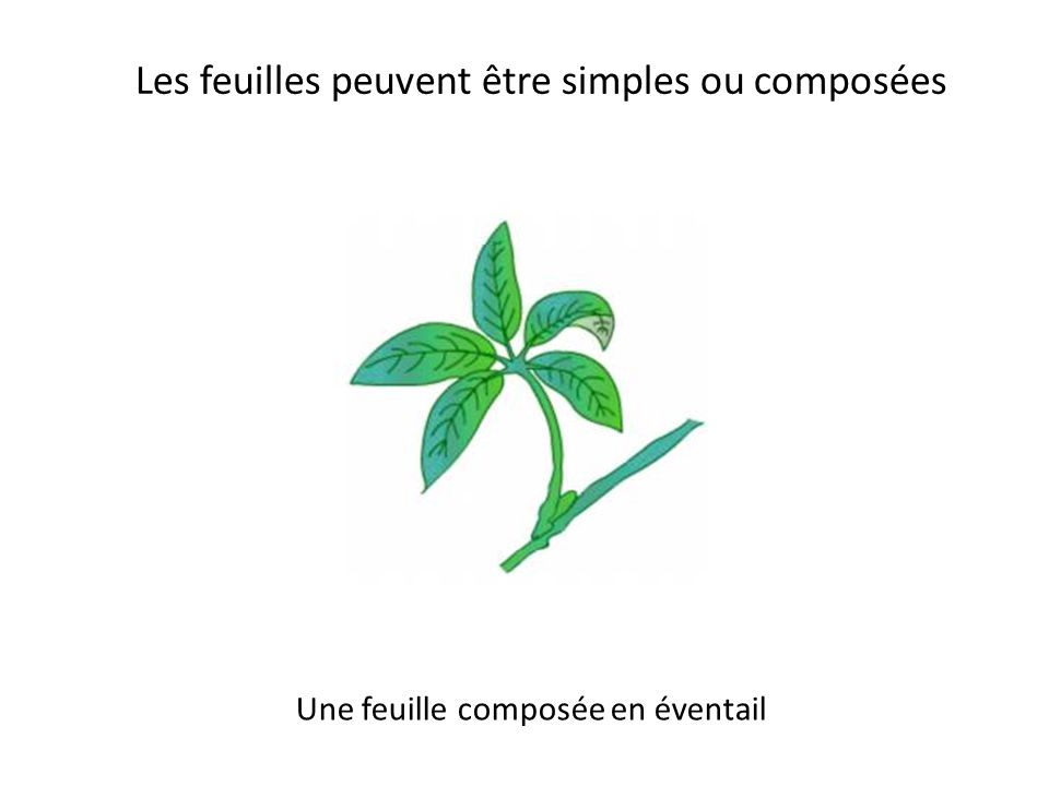 Les feuilles peuvent être simples ou composées