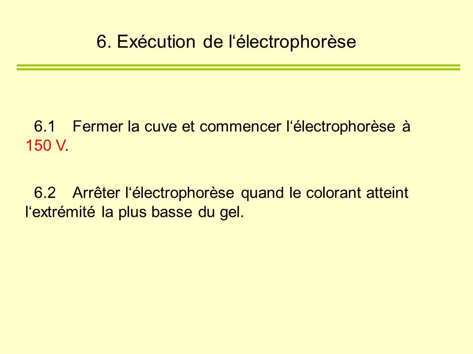 6. Exécution de l‘électrophorèse
