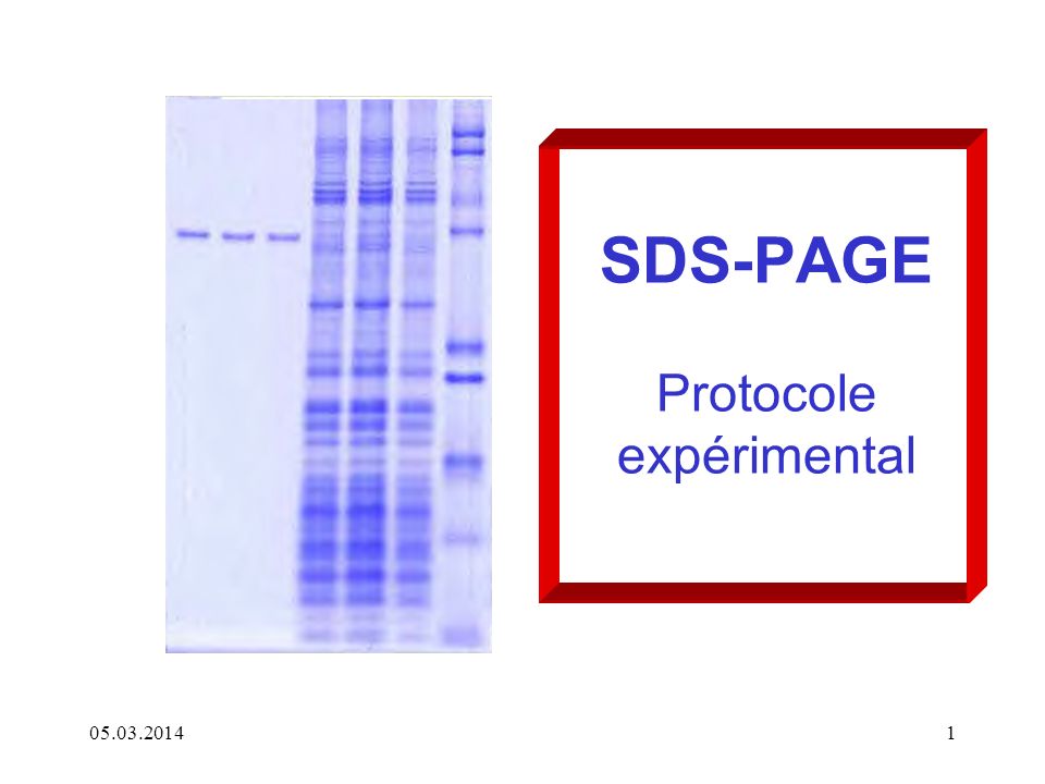 SDS-PAGE Protocole expérimental