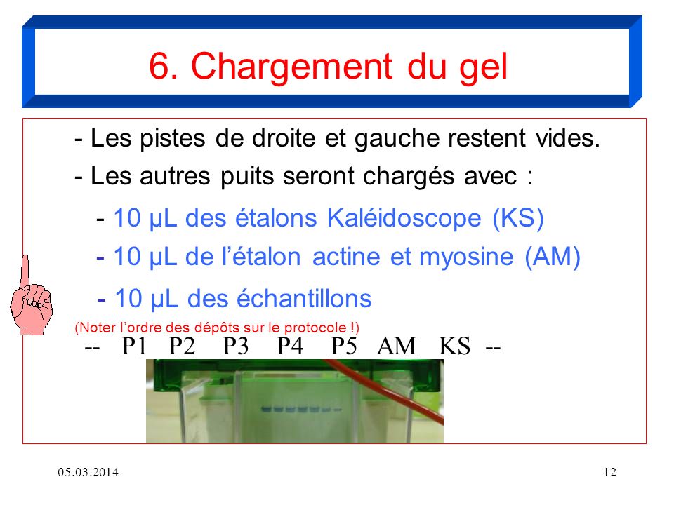 6. Chargement du gel - 10 µL des étalons Kaléidoscope (KS)