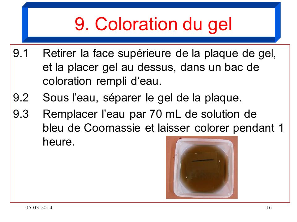 9. Coloration du gel 9.1 Retirer la face supérieure de la plaque de gel, et la placer gel au dessus, dans un bac de coloration rempli d‘eau.