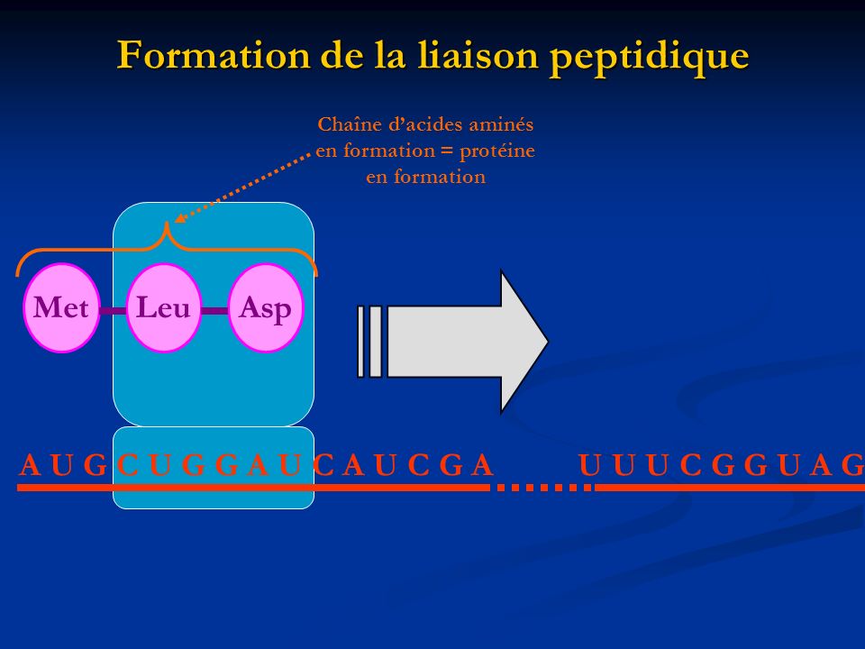 Formation de la liaison peptidique
