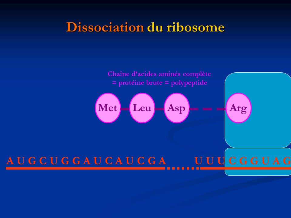 Dissociation du ribosome