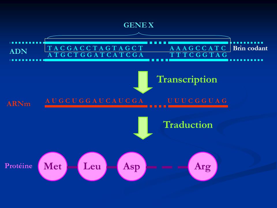 Transcription Traduction Met Leu Asp Arg GENE X ADN ARNm Protéine