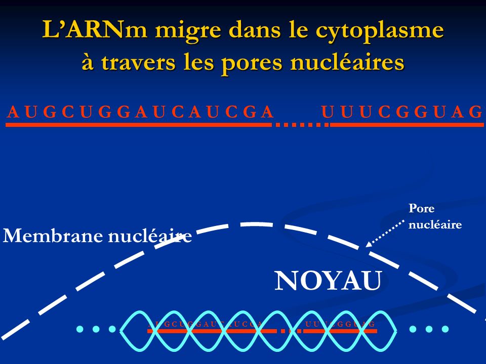 L’ARNm migre dans le cytoplasme à travers les pores nucléaires