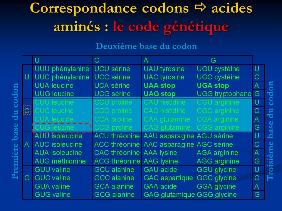 Correspondance codons  acides aminés : le code génétique