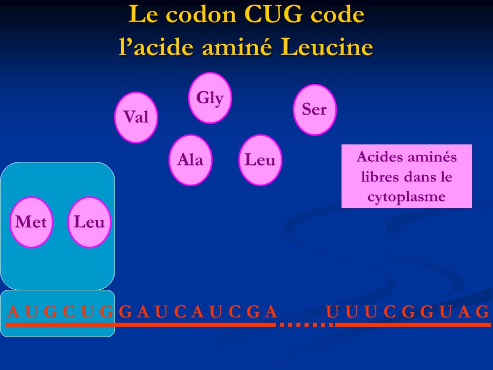 Le codon CUG code l’acide aminé Leucine
