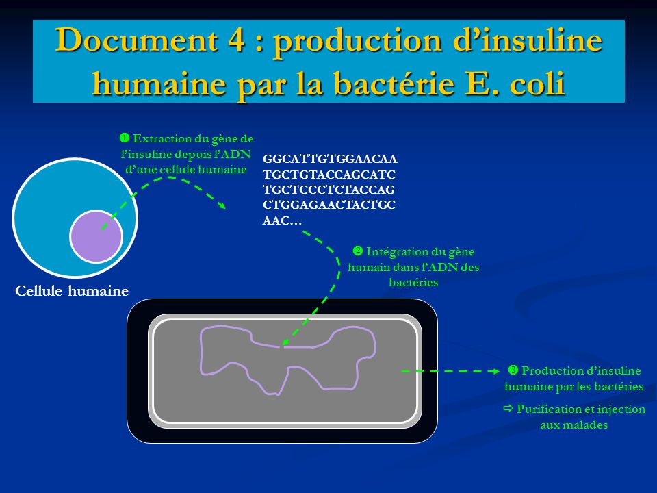 Document 4 : production d’insuline humaine par la bactérie E. coli