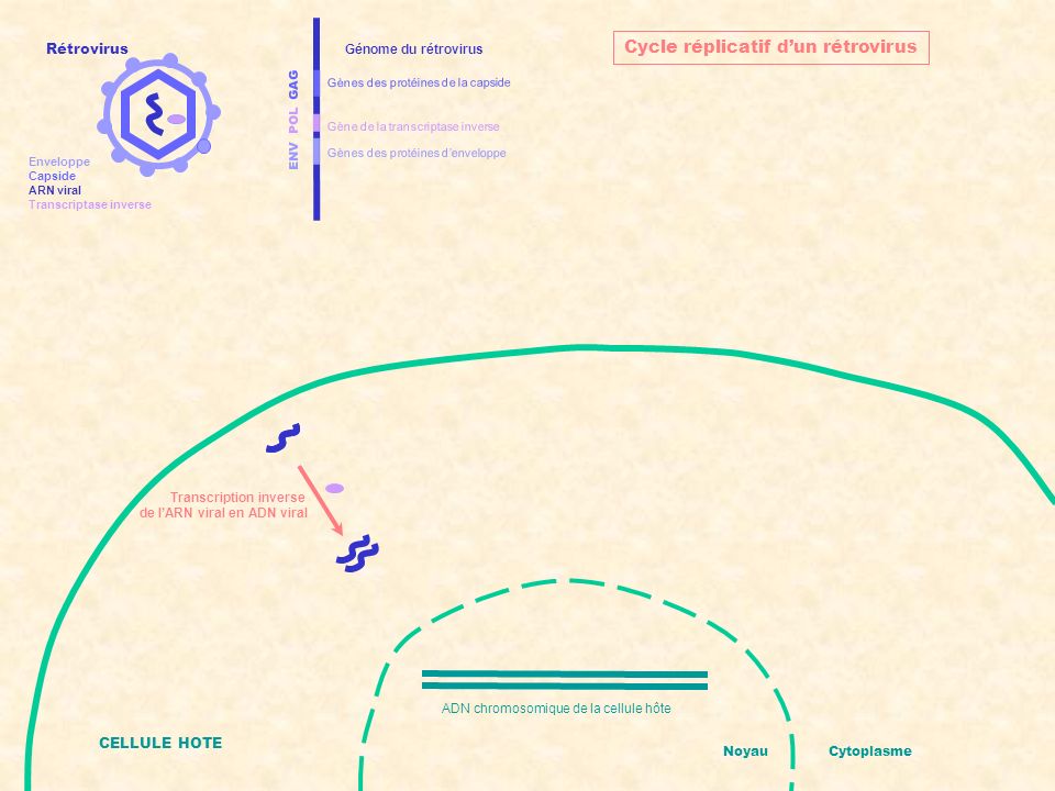 Cycle réplicatif d’un rétrovirus