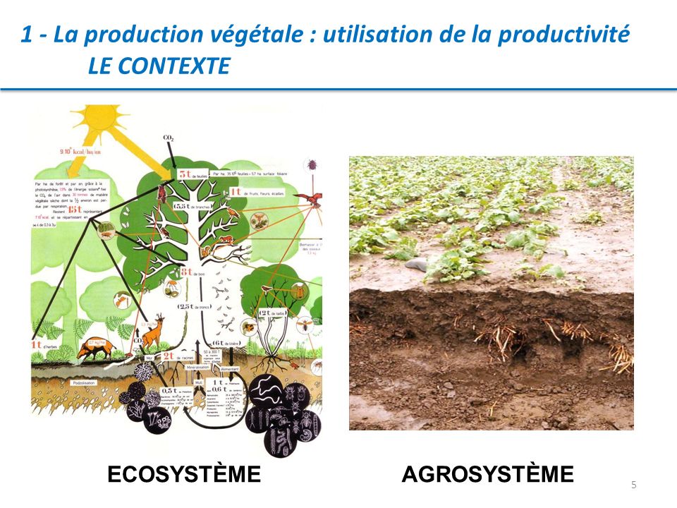 1 - La production végétale : utilisation de la productivité