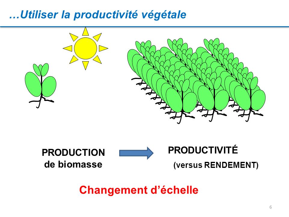 PRODUCTION de biomasse