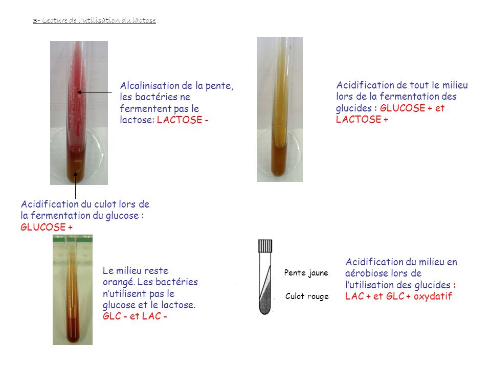 Acidification du culot lors de la fermentation du glucose : GLUCOSE +