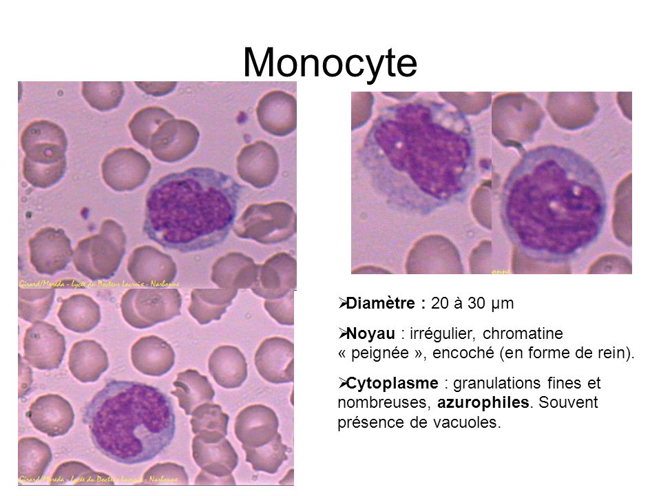 Monocyte Diamètre : 20 à 30 µm