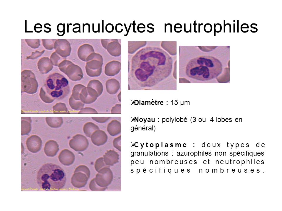 Les granulocytes neutrophiles