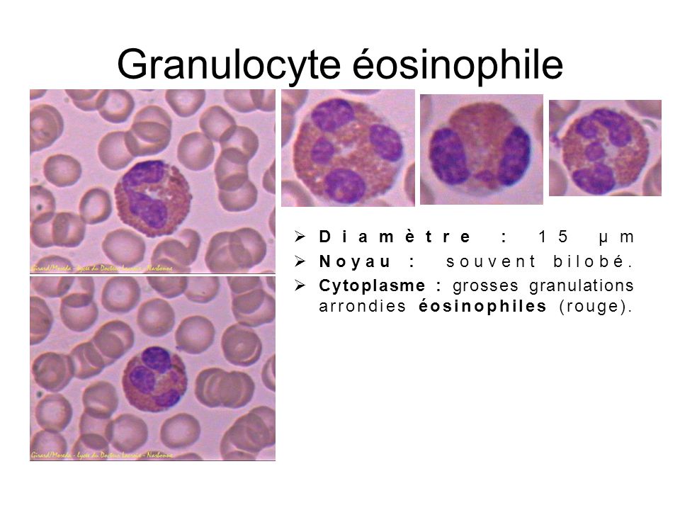Granulocyte éosinophile