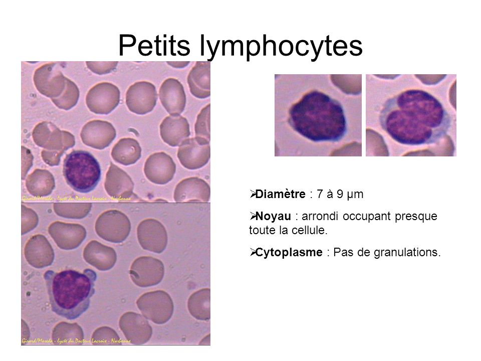 Petits lymphocytes Diamètre : 7 à 9 µm
