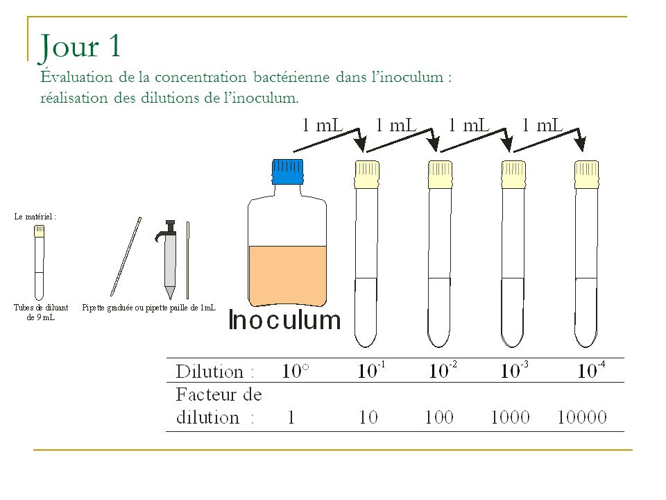 Jour 1 Évaluation de la concentration bactérienne dans l’inoculum : réalisation des dilutions de l’inoculum.