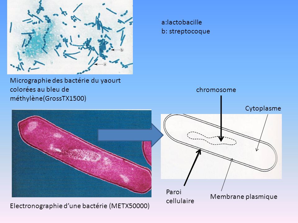 a:lactobacille b: streptocoque. Micrographie des bactérie du yaourt colorées au bleu de méthylène(GrossTX1500)