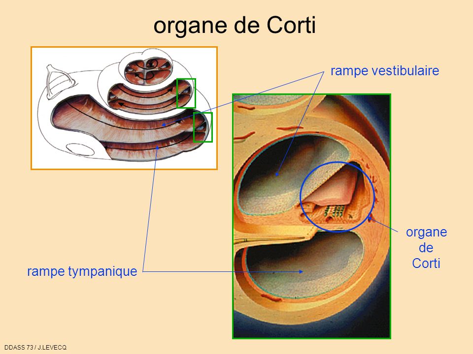 organe de Corti rampe vestibulaire organe de Corti rampe tympanique
