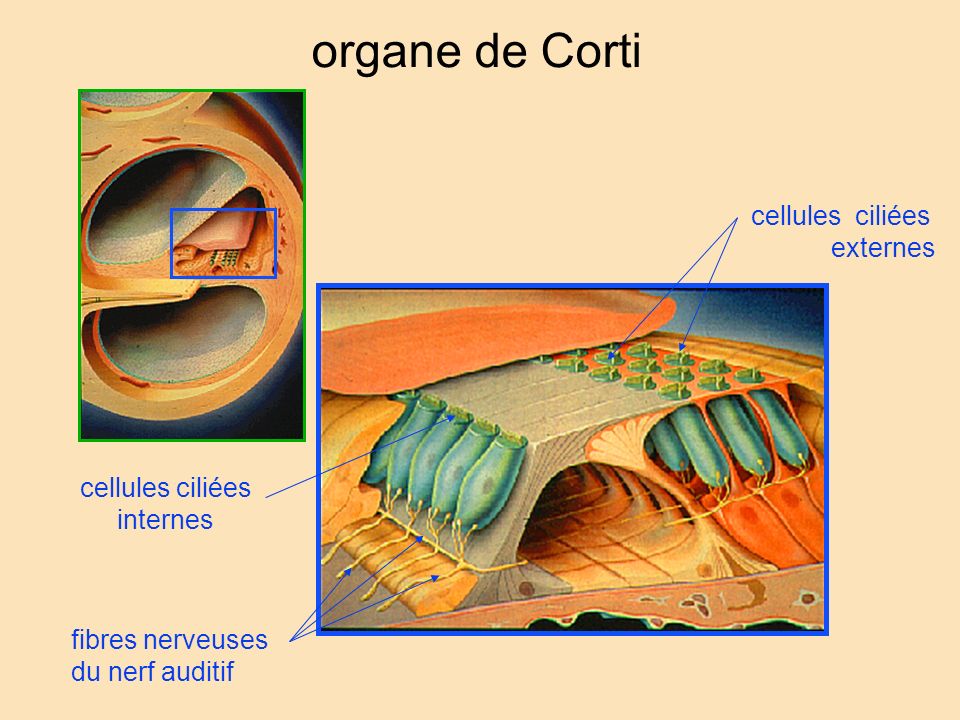 organe de Corti cellules ciliées externes cellules ciliées internes