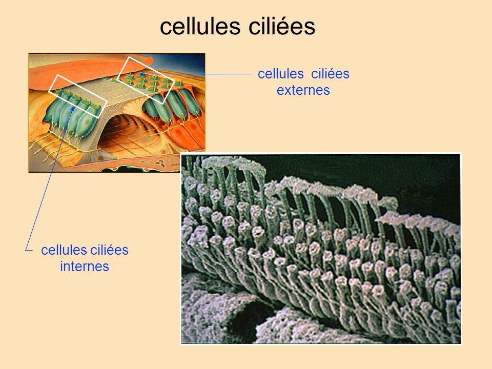 cellules ciliées cellules ciliées externes cellules ciliées internes