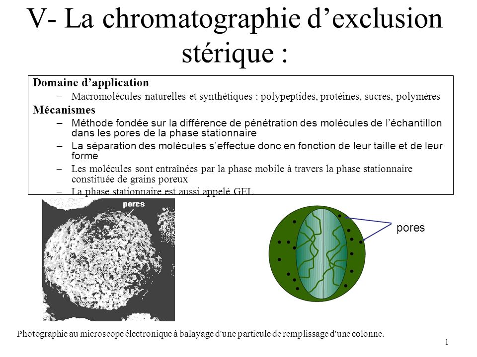 V- La chromatographie d’exclusion stérique :
