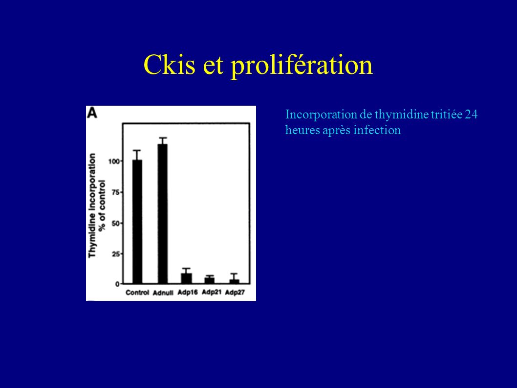 Ckis et prolifération Incorporation de thymidine tritiée 24 heures après infection