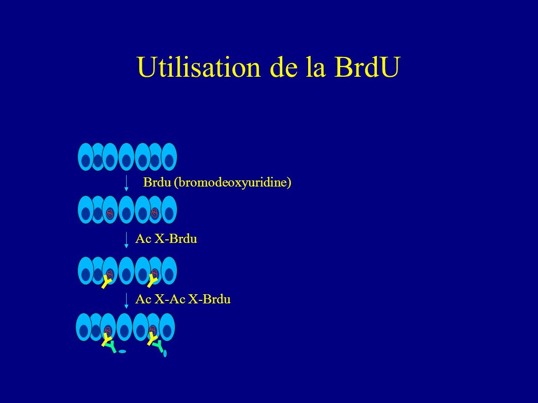 Utilisation de la BrdU Brdu (bromodeoxyuridine) Ac X-Brdu