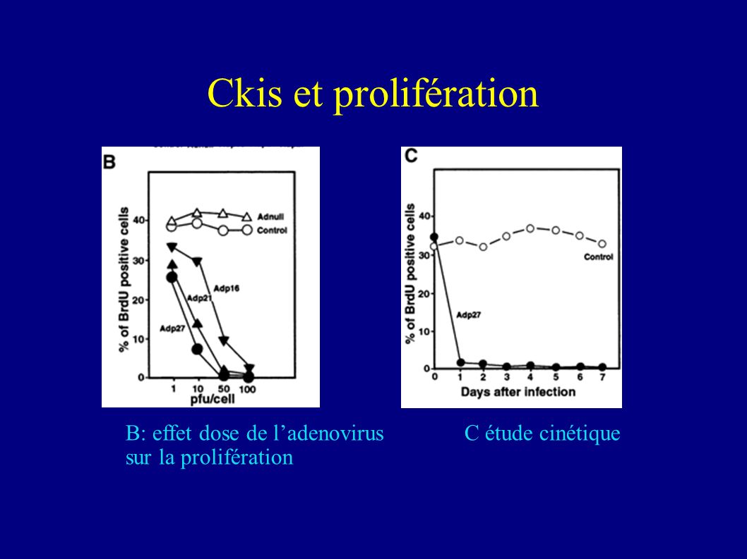 Ckis et prolifération B: effet dose de l’adenovirus C étude cinétique