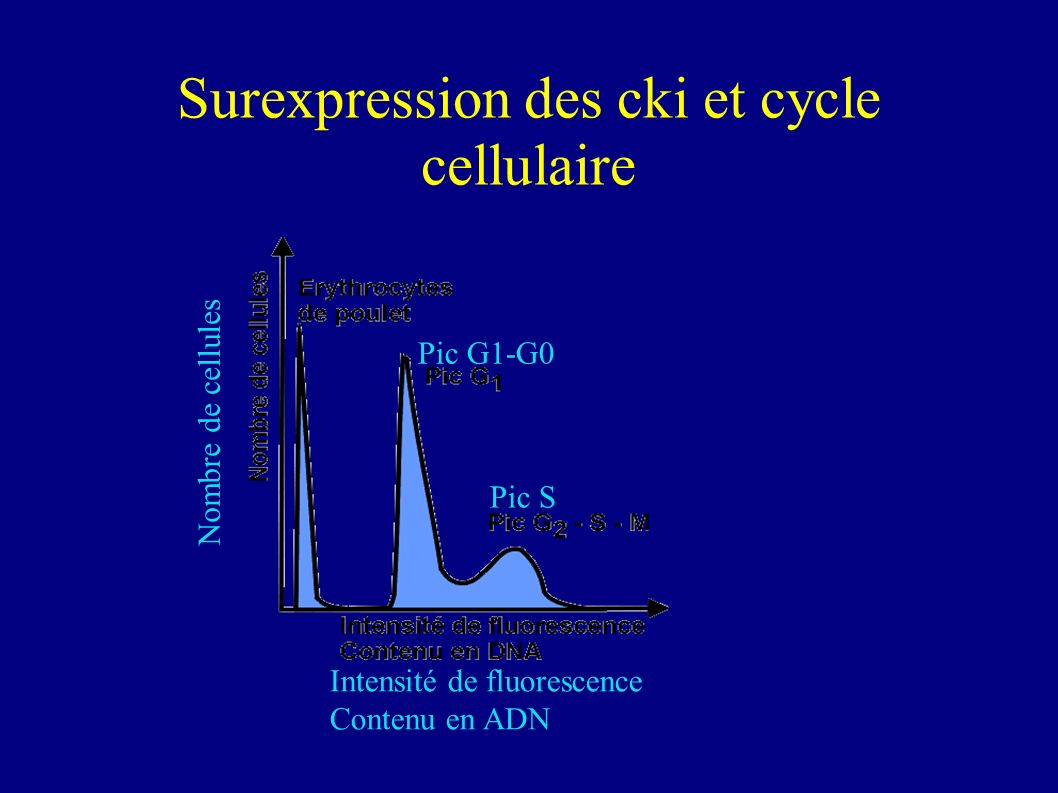Surexpression des cki et cycle cellulaire