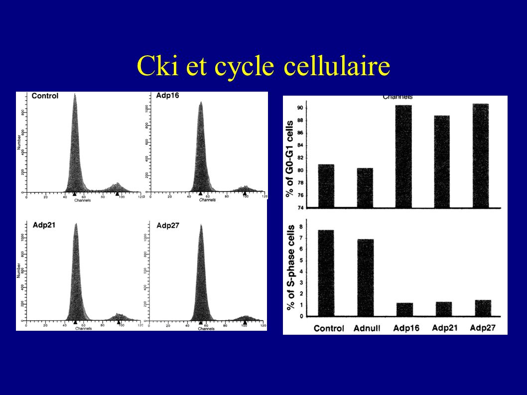 Cki et cycle cellulaire