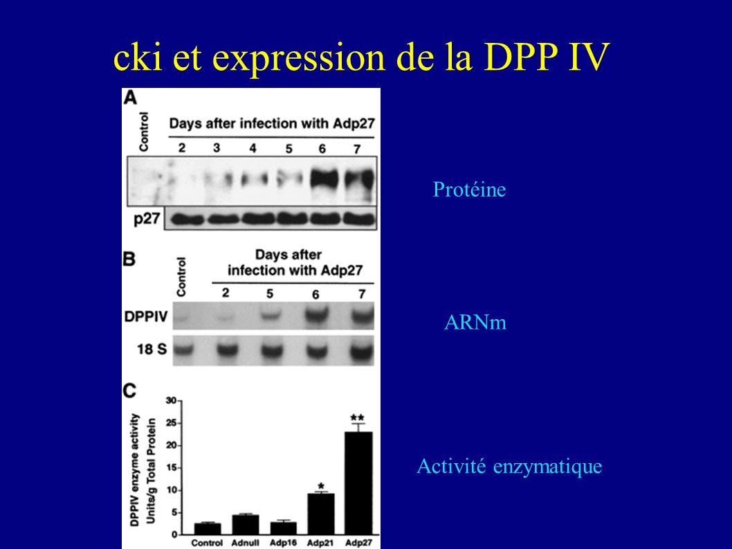 cki et expression de la DPP IV