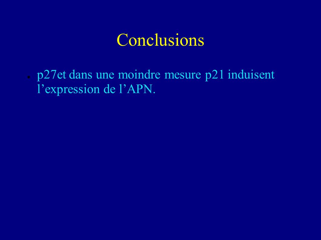 Conclusions p27et dans une moindre mesure p21 induisent l’expression de l’APN.