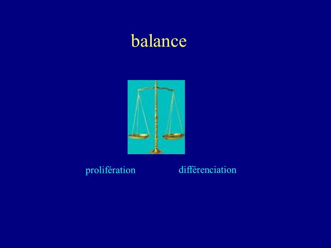 balance prolifération différenciation