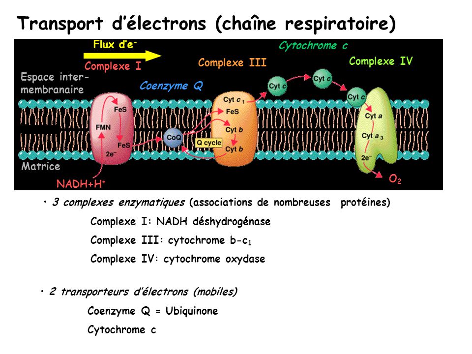 Transport d’électrons (chaîne respiratoire)